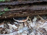 Fomitopsis mounceae image