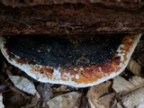 Fomitopsis mounceae image