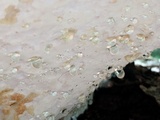 Fomitopsis mounceae image