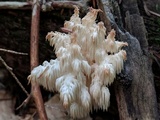 Hericium americanum image