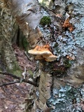Pycnoporellus fulgens image