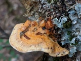 Pycnoporellus fulgens image