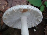 Amanita atkinsoniana image