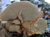 Pycnoporellus fulgens image