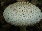 Amanita atkinsoniana image