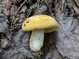 Russula ochroleucoides image