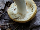 Russula ochroleucoides image