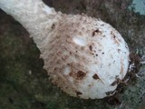 Amanita atkinsoniana image