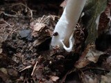 Amanita sect. Vaginatae image