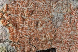 Haematomma persoonii image