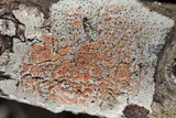 Haematomma persoonii image