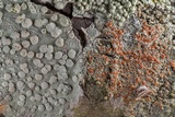 Lecanora caesiorubella image