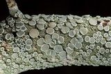 Ochrolechia pallescens image
