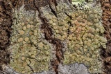 Lecanora strobilina image