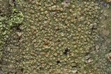 Lecanora strobilina image