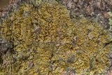 Caloplaca flavorubescens image
