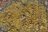 Caloplaca flavorubescens image