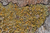 Caloplaca flavorubescens image