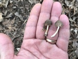 Pluteus longistriatus image