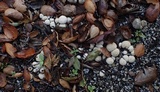 Lycoperdon curtisii image