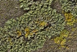 Phaeophyscia hirsuta image