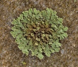 Phaeophyscia hirsuta image