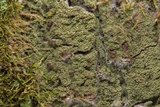 Image of Phyllopsora isidiotyla