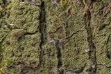 Phyllopsora isidiotyla image