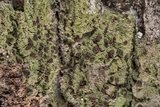 Phyllopsora isidiotyla image