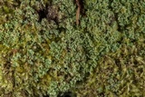 Phyllopsora parvifolia var. parvifolia image