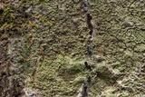 Phyllopsora parvifolia var. parvifolia image