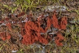Metatrichia vesparium image