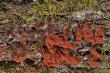 Metatrichia vesparium image