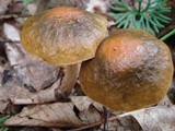 Boletus longicurvipes image