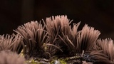 Stemonitis fusca image