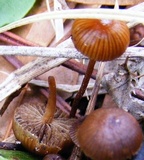 Psilocybe coprophila image