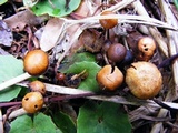Psilocybe coprophila image