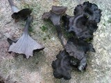 Craterellus venosus image