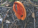 Clathrus columnatus image