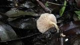 Clitocybe salmonilamella image
