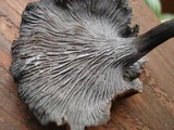 Craterellus venosus image