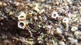 Stictis radiata image