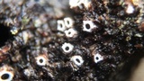 Stictis radiata image