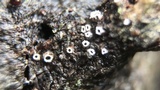 Stictis radiata image