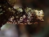 Stictis radiata image