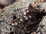 Stictis radiata image