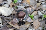 Astraeus pteridis image