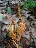 Clavulinopsis aurantiocinnabarina image
