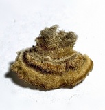 Coriolopsis gallica image