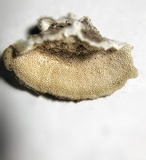 Coriolopsis gallica image